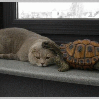 Sloth (USA-2) : Let's Lounge Before We Nap!